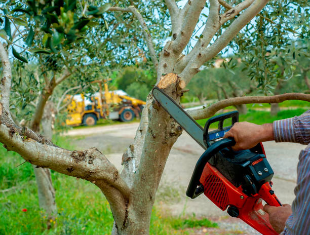 The Steps Involved in Our Tree Care Process in Dooms, VA